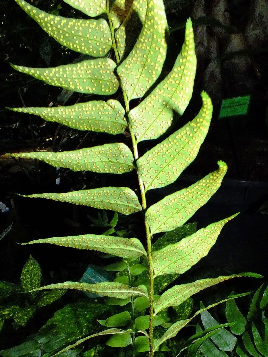 Fougère de Fortune 4