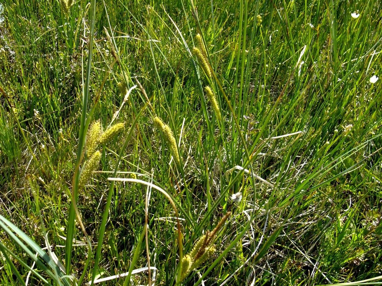 Carice rostrata 12