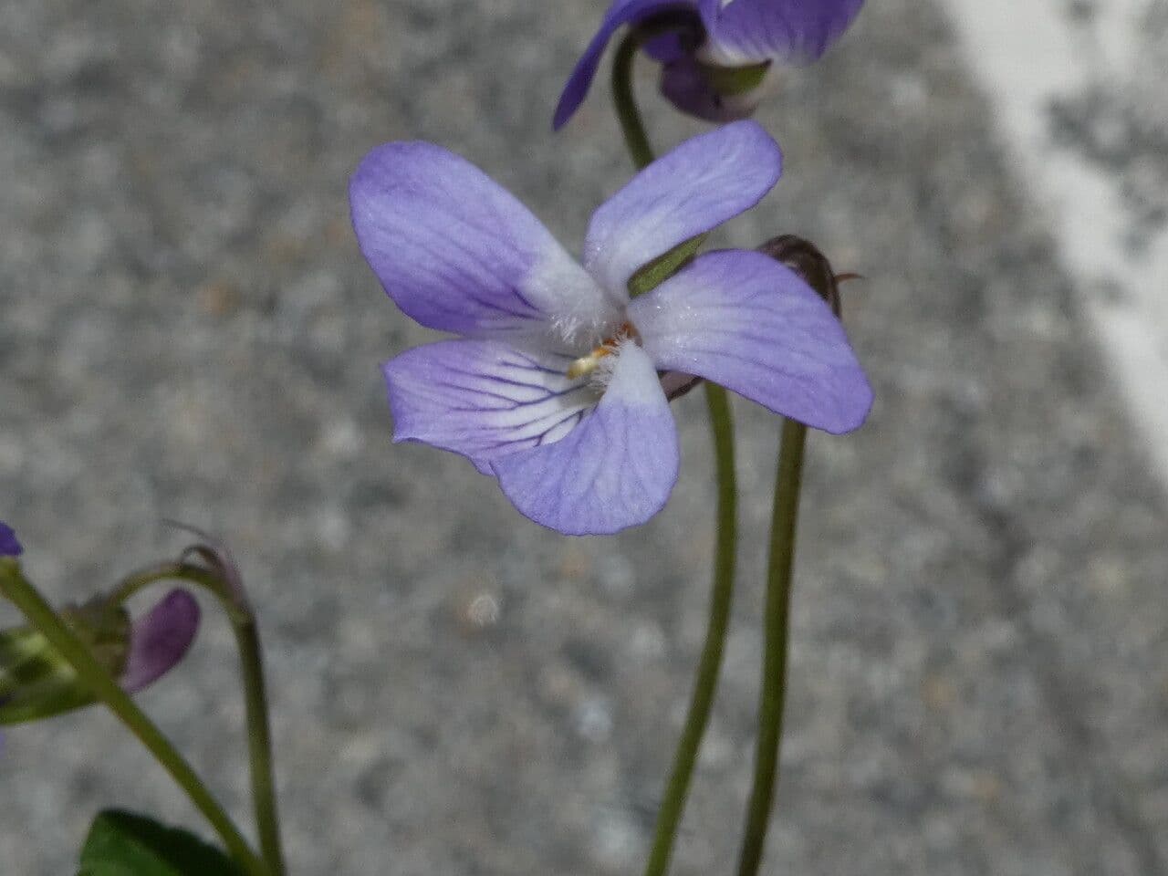 Viola rupestre 6