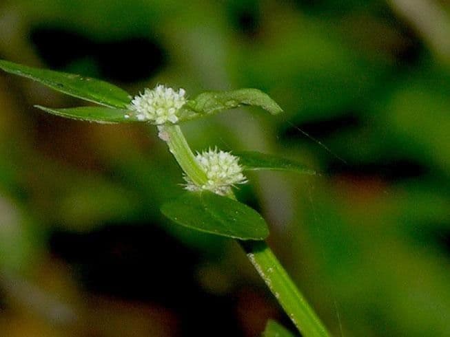 Spermacoce prostrata 5