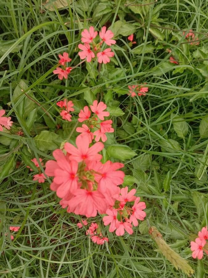 Plumbago