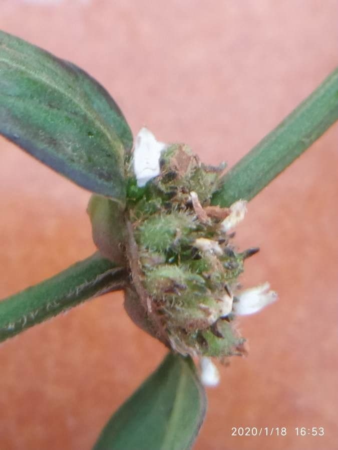 Spermacoce ocymifolia 4