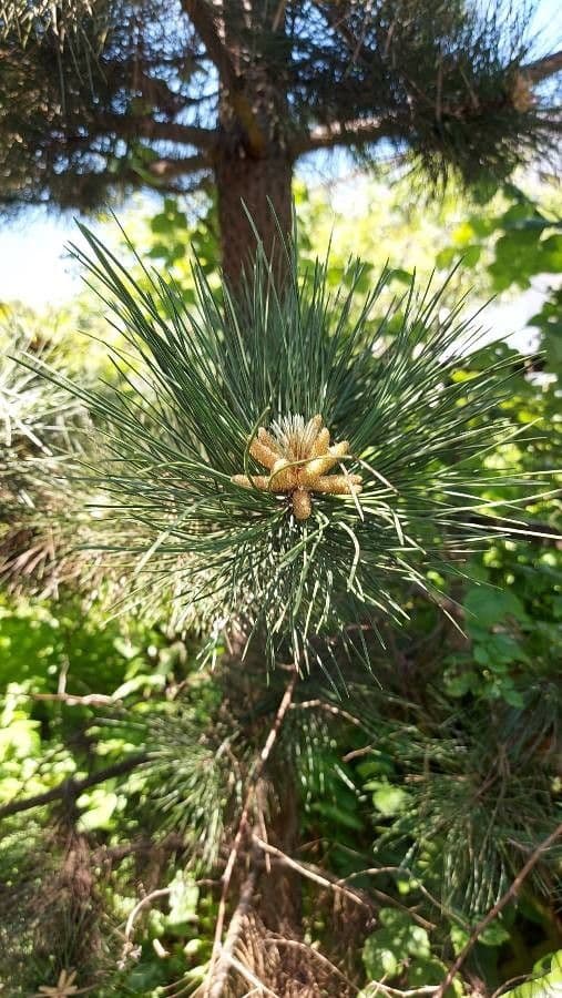 Pino parviflora 6