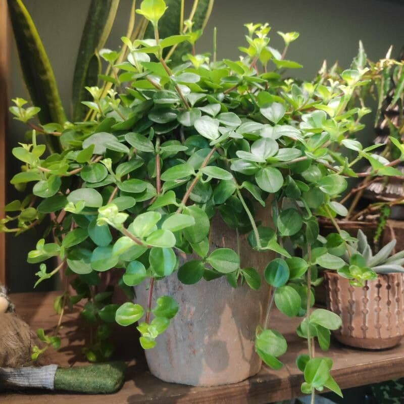 Peperomia 9