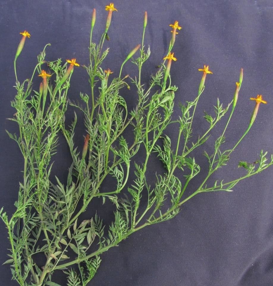 Schmalblättrige Studentenblume 20