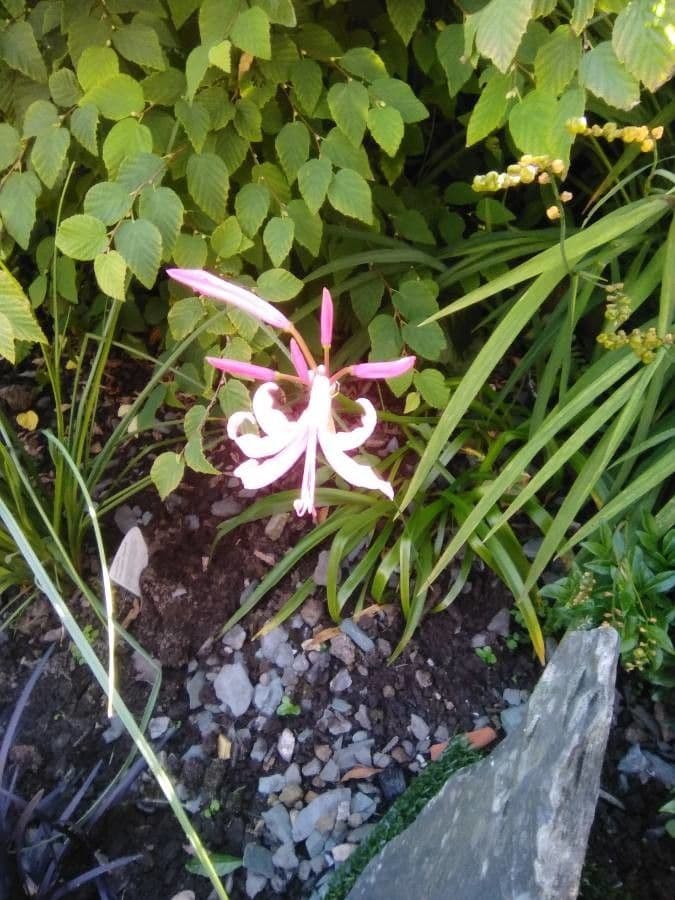 Nerine 8