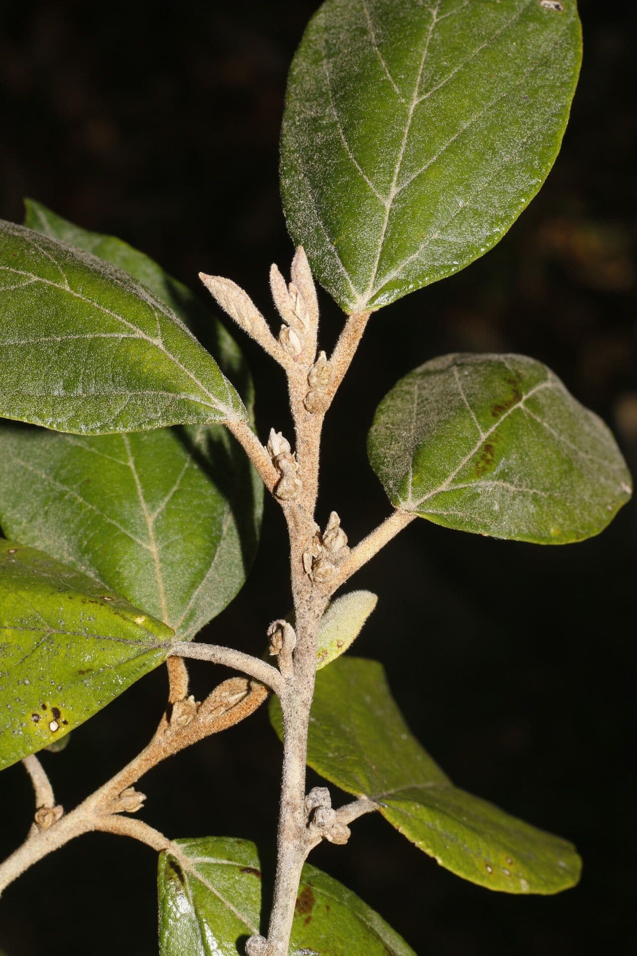 Molinadendron 11