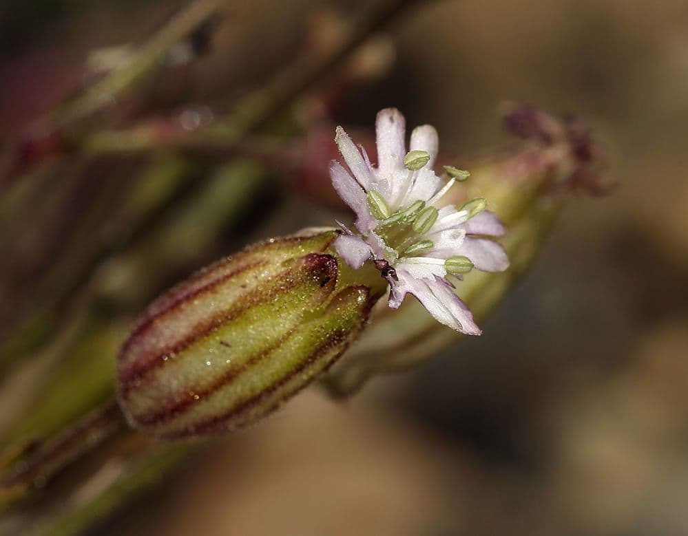 Campanula šedá 2