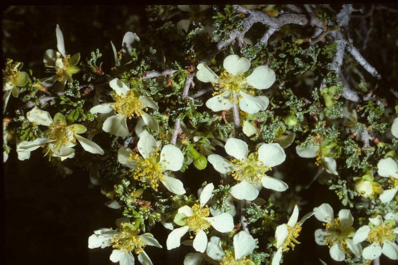 Purshia tridentata 5
