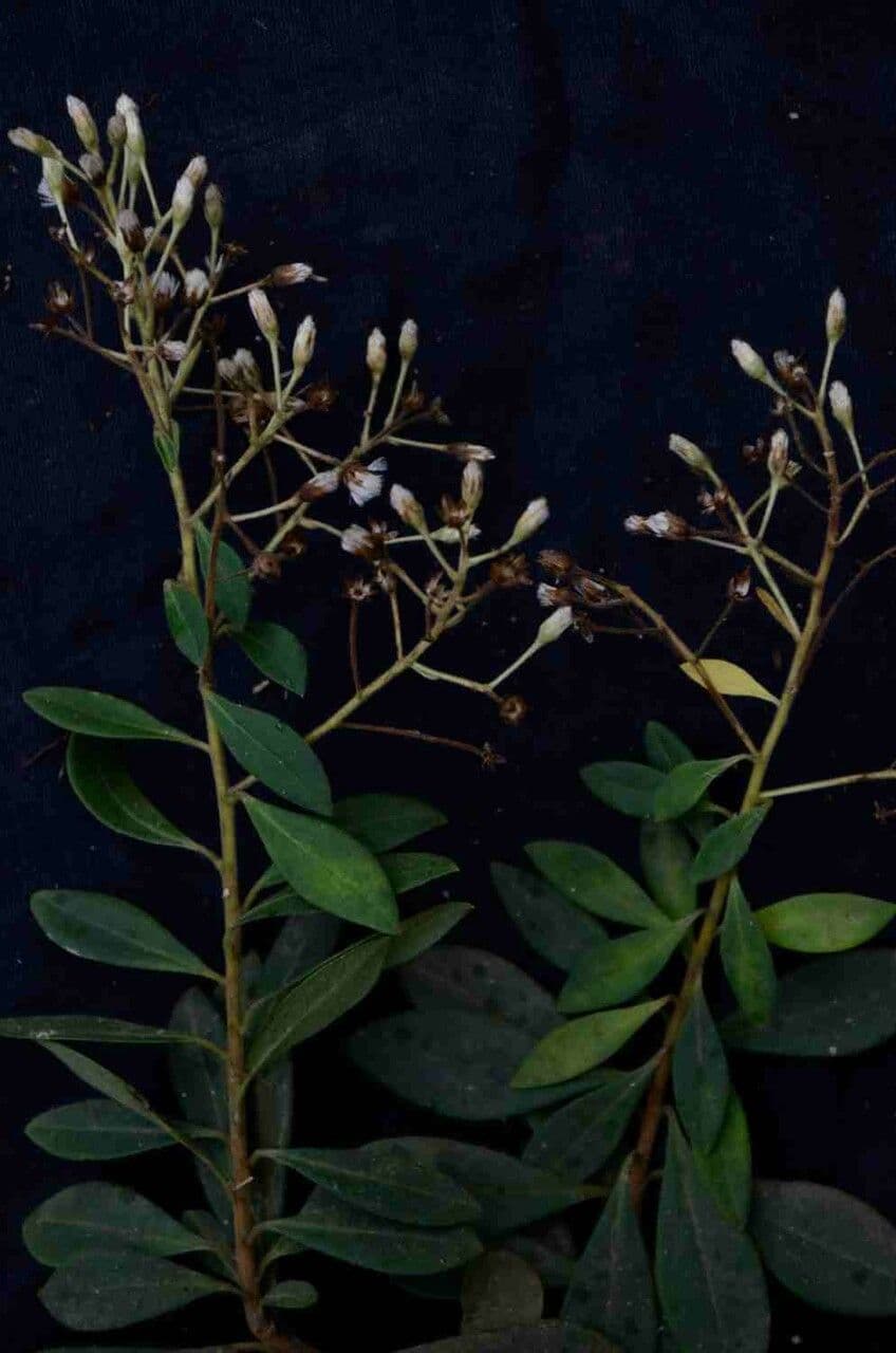 Baccharis 6