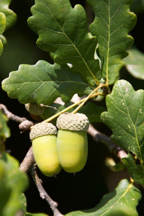 Quercia comune 2