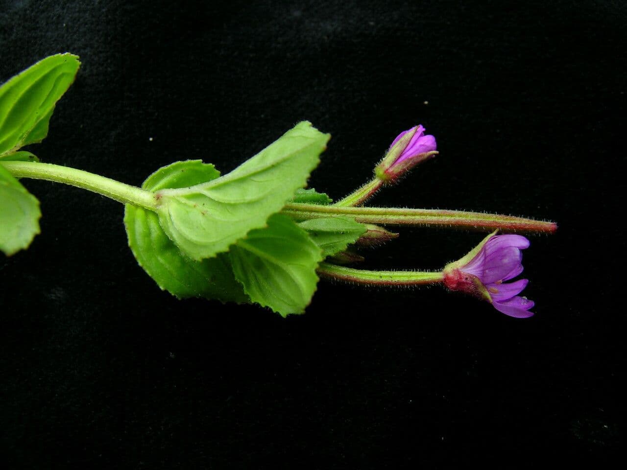 Epilobio d'Amur 4