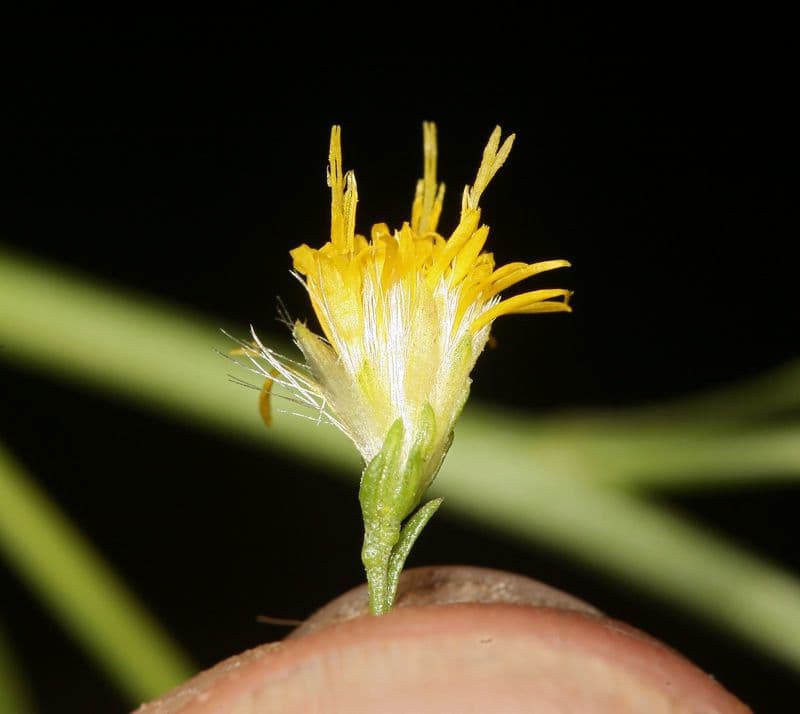 Solidago occidentale 4