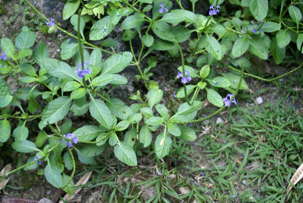 Stachytarpheta jamajská 9