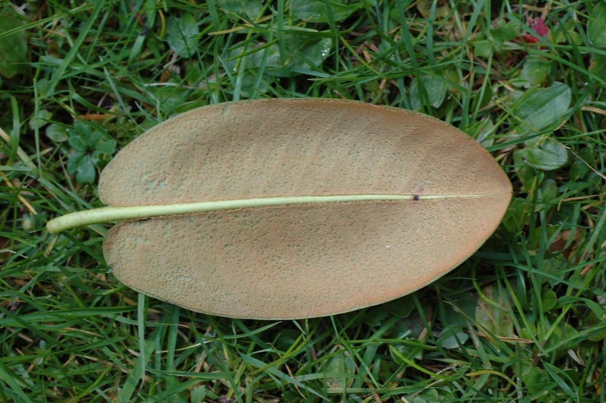 Różanecznik 9