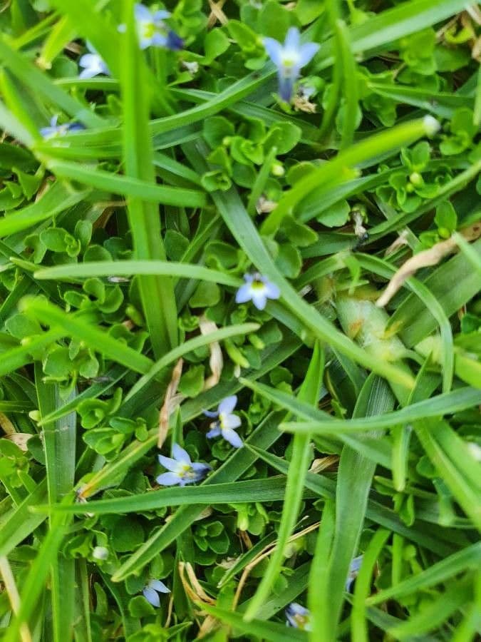 Lobelia