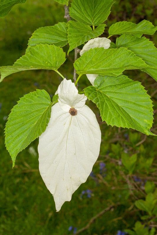 Taschentuchbaum 8