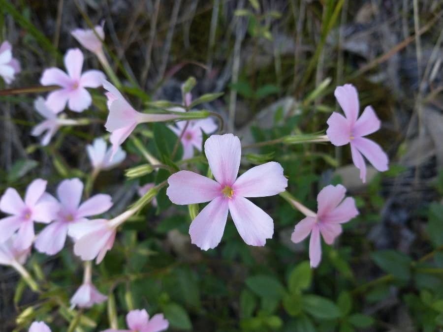 Flogi