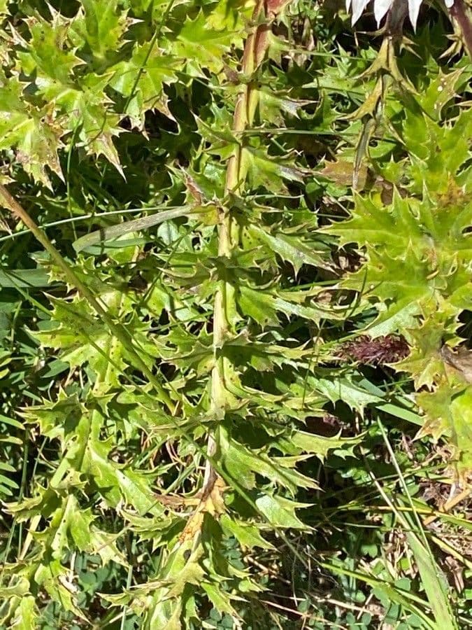 Silberdistel 16