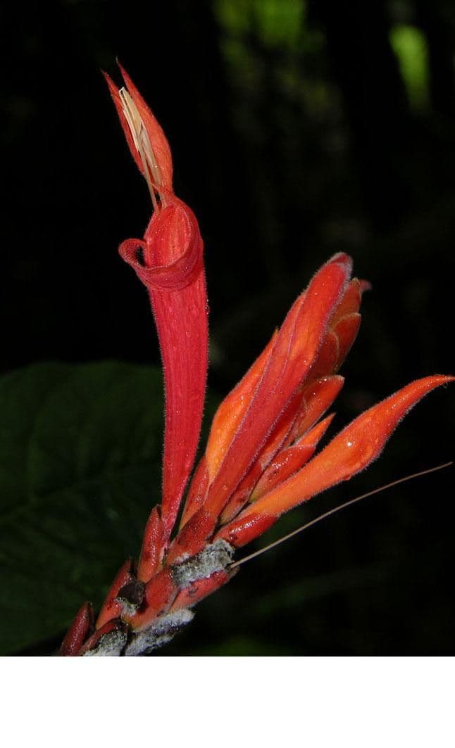 Aphelandra 2