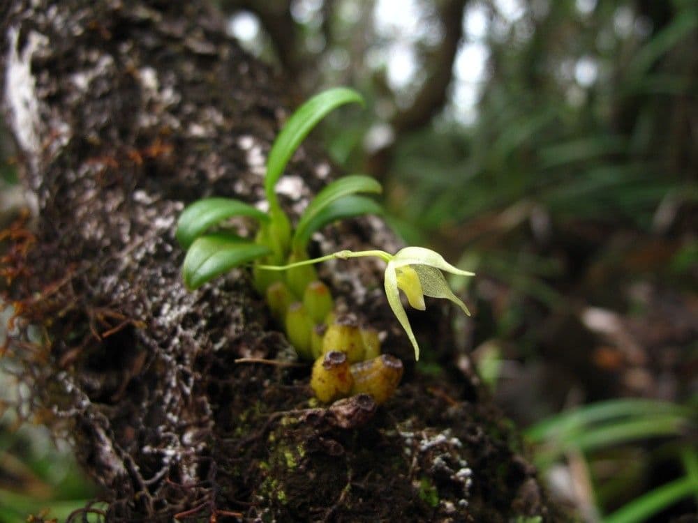 Bulbophyllum 9