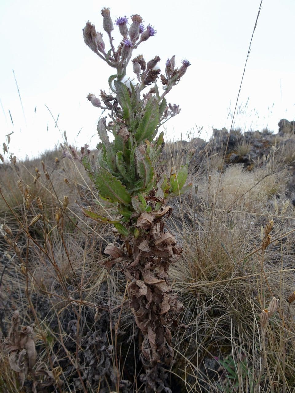 Senecione 2