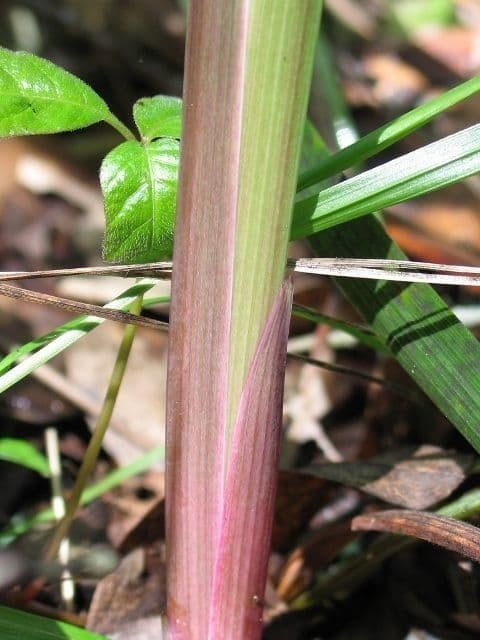 Iris di Douglas 20