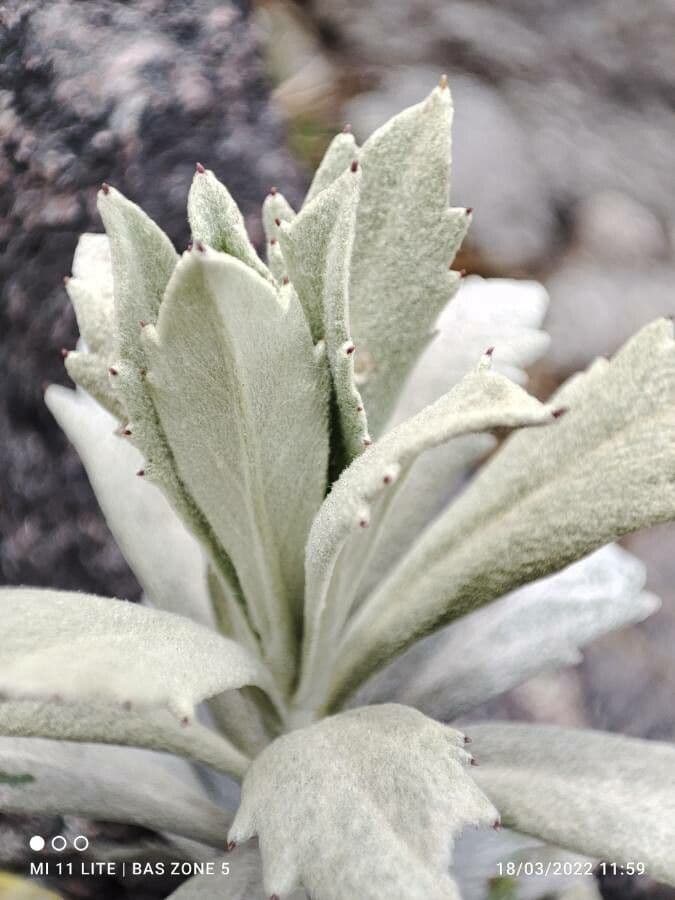 Linochilus 13