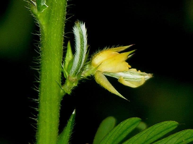 Herbe sensible 22