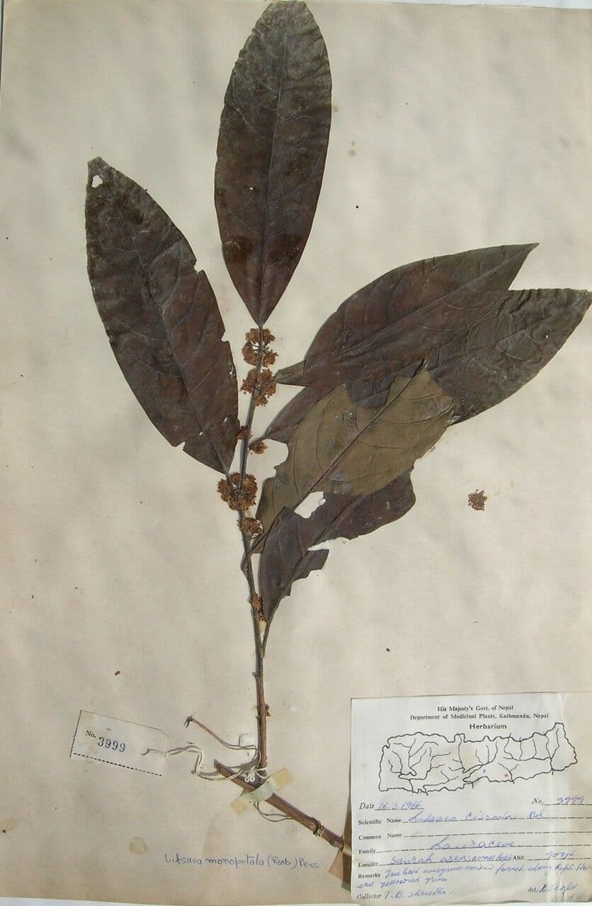 Litsea hookeri
