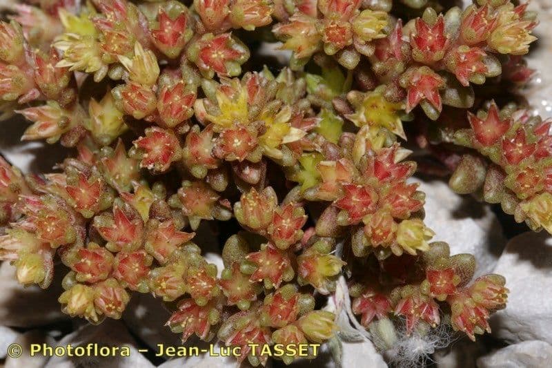 Sedum litorale 23