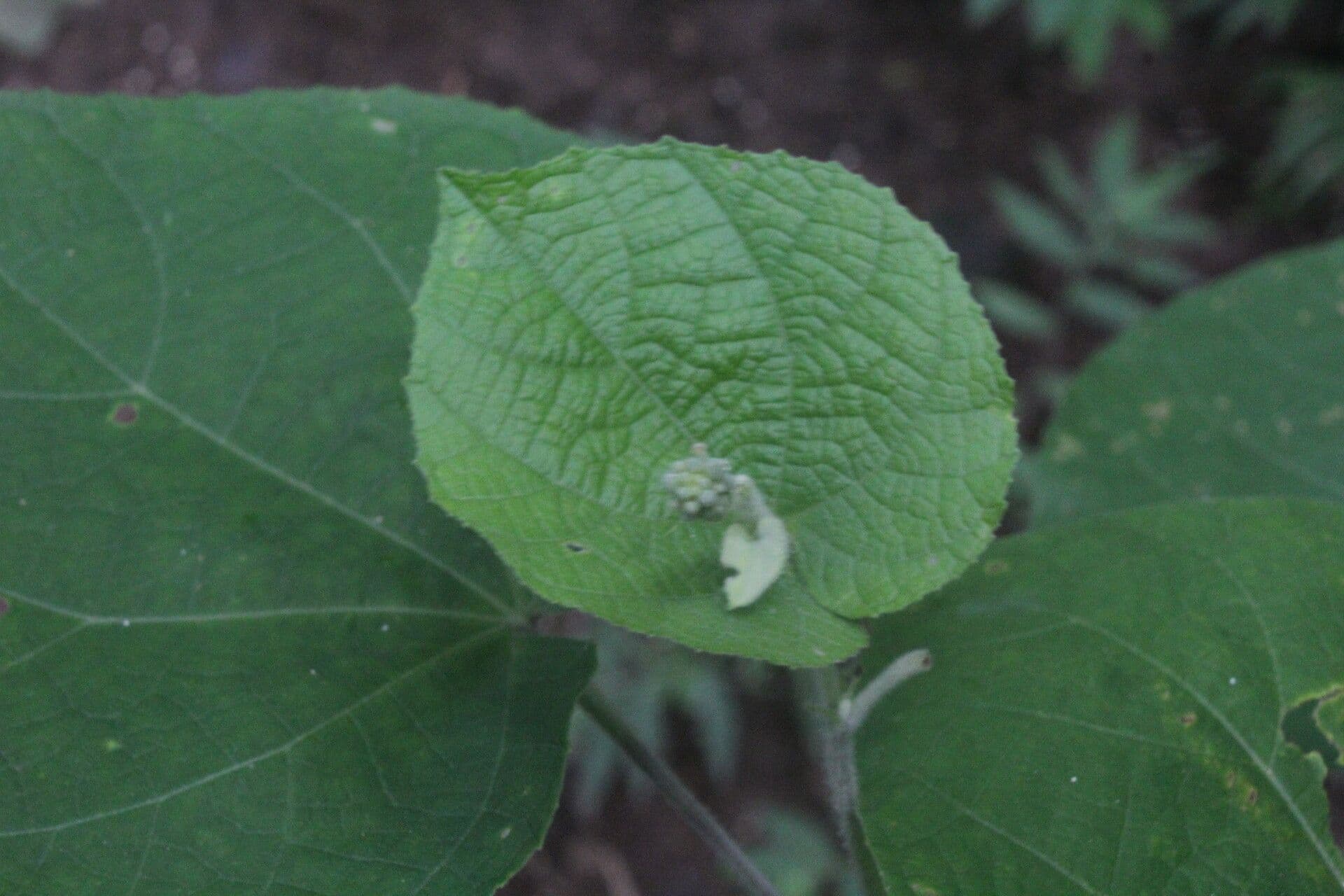 Allobriquetia 8