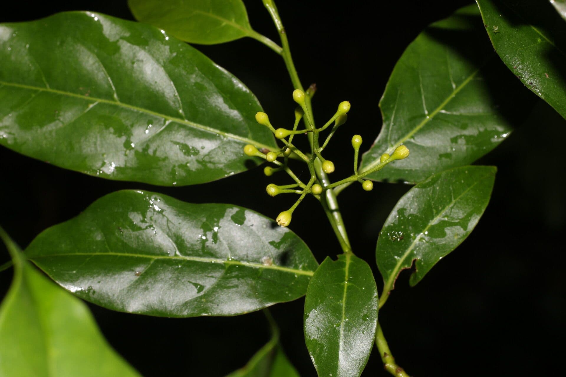 Ocotea 11