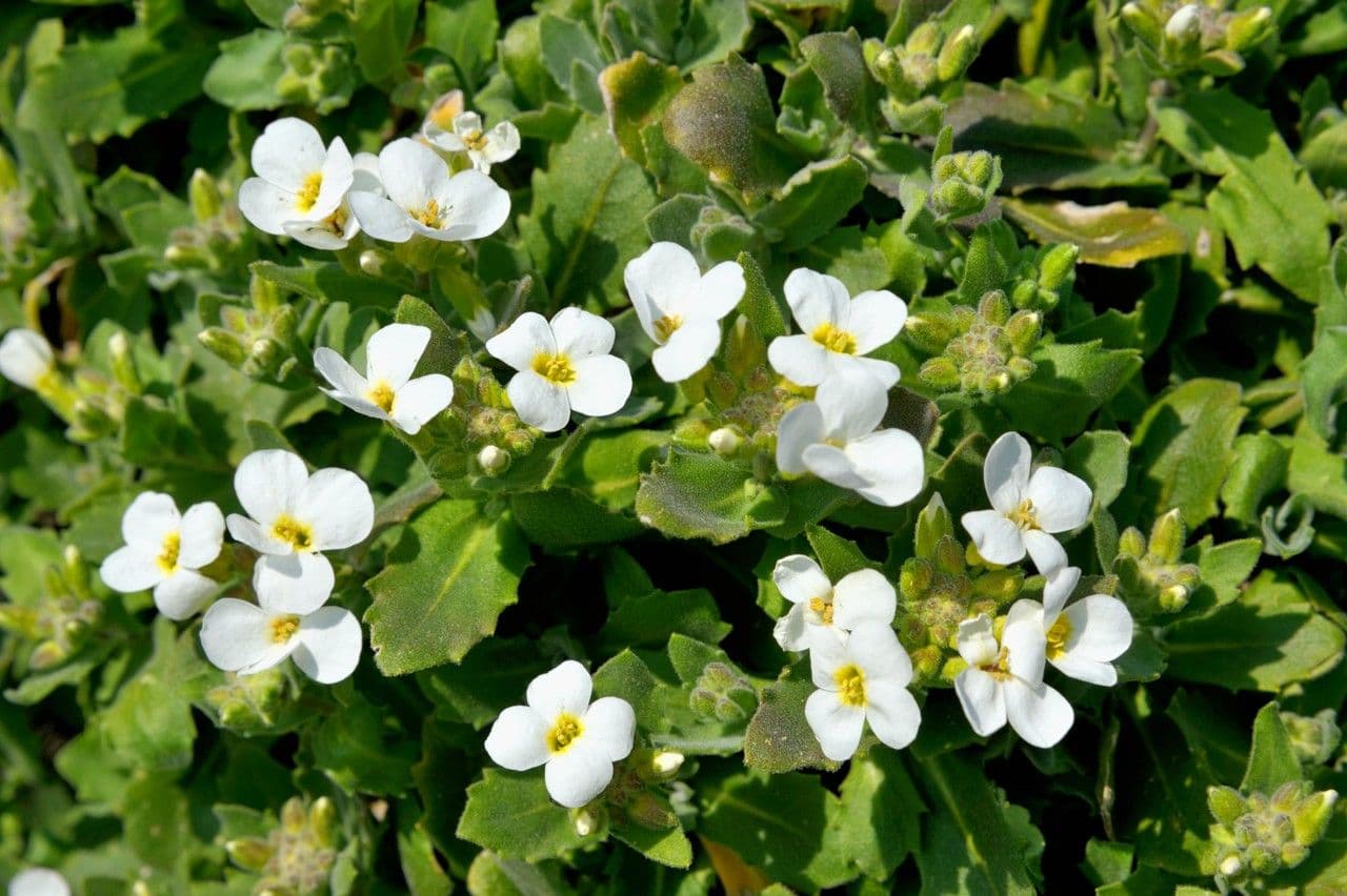 Arabetta sabbiola 24