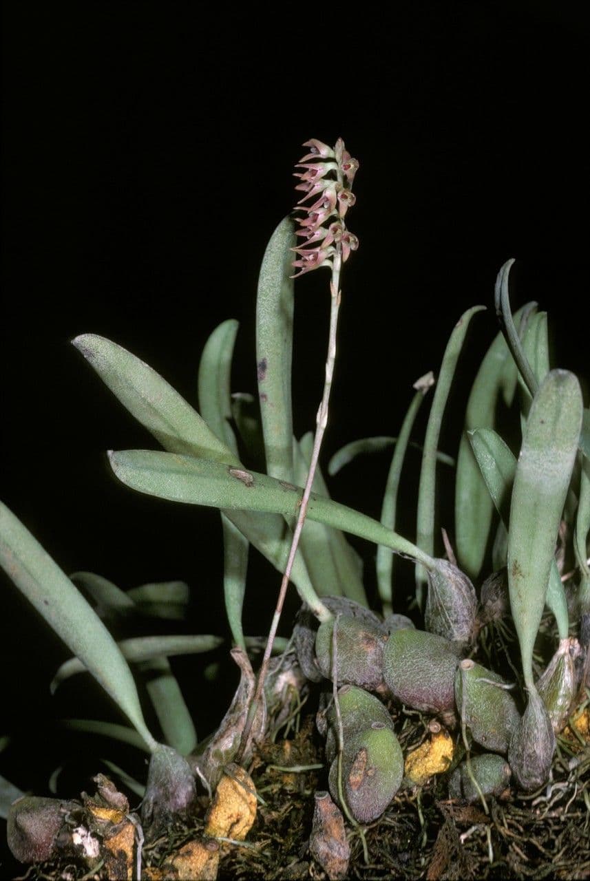 Bulbophyllum 3