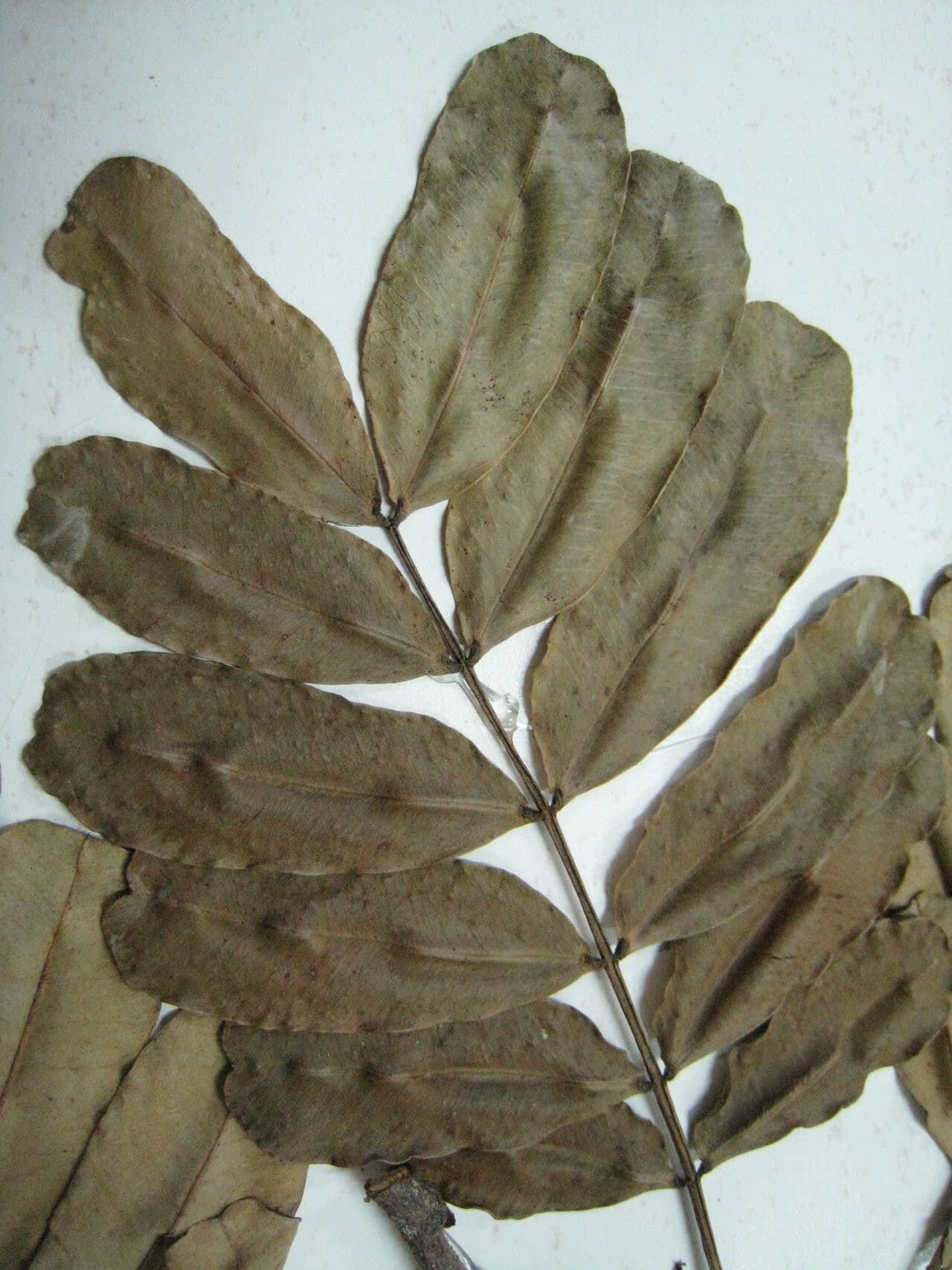 Macrolobium 2
