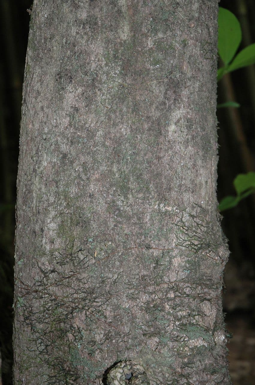 Citharexylum à queue 21