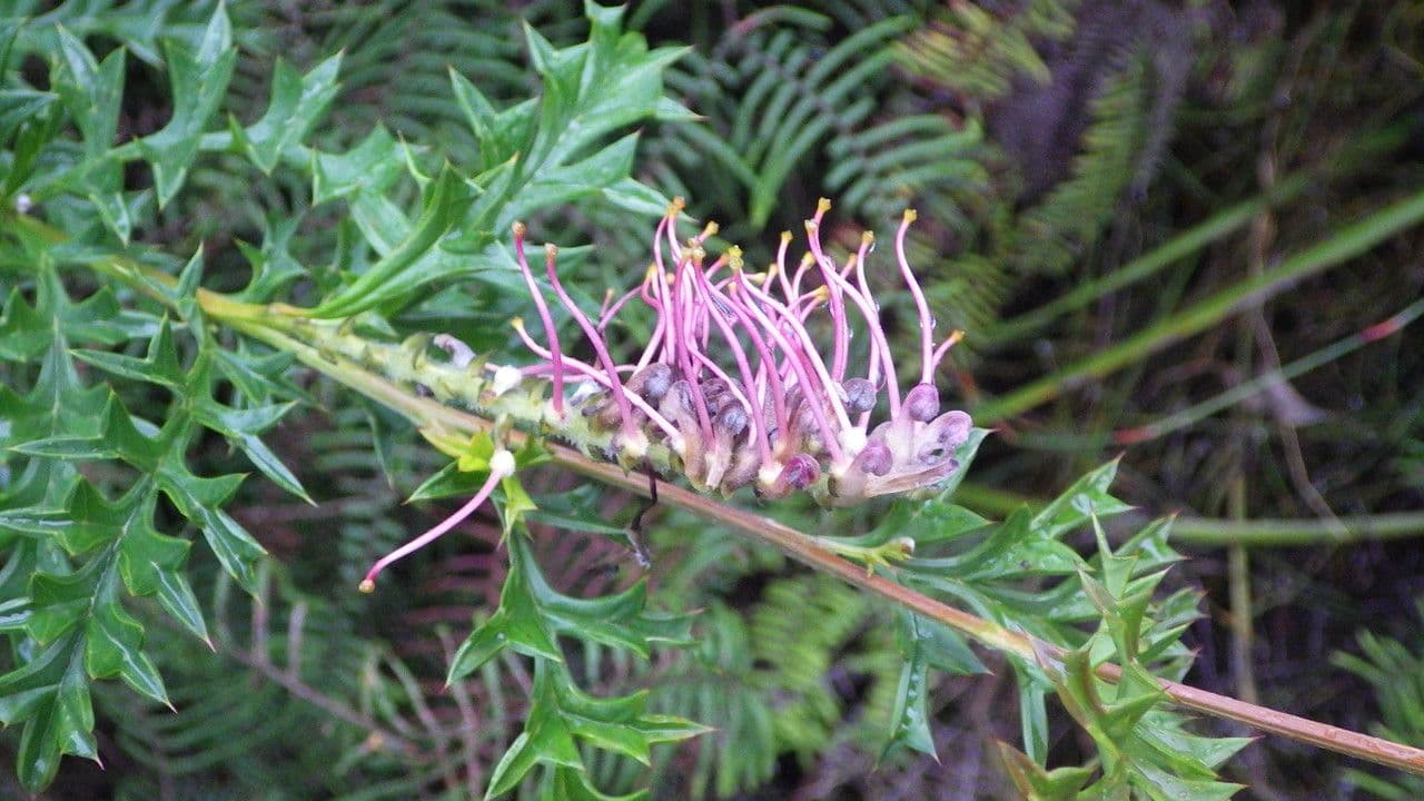 Dornblatt-Grevillea 5