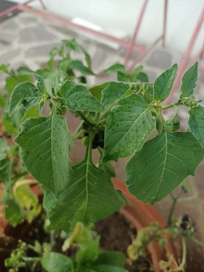 Solanum douglasii 16