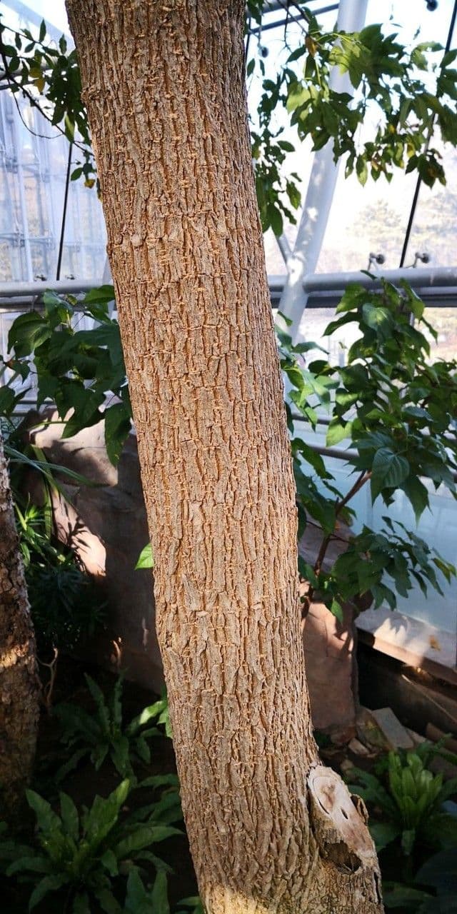 Alstonia 3