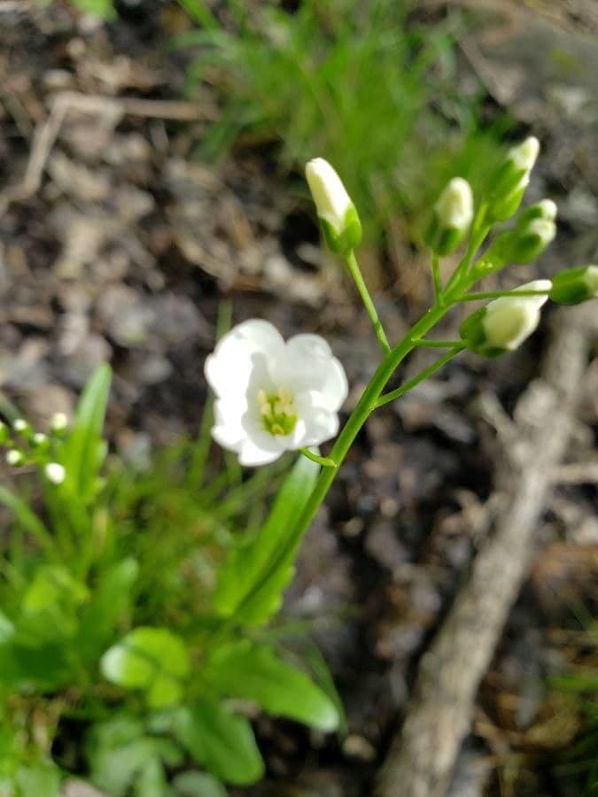 Bisetella bulbosa 4