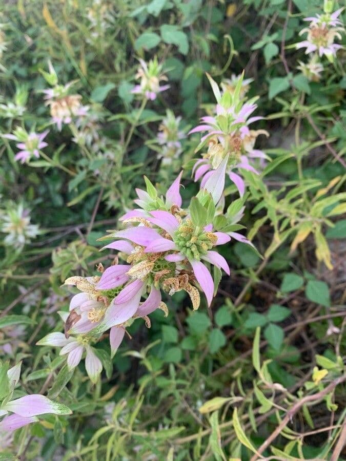 Gefleckte Monarde 4