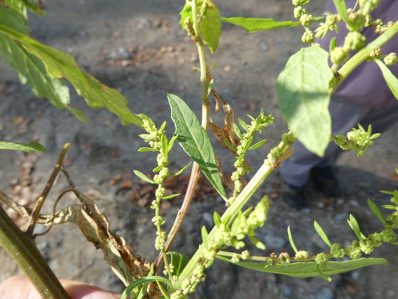 Epazote 23