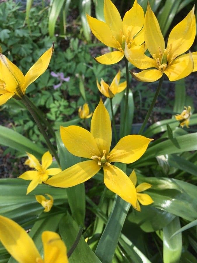 Tulipano