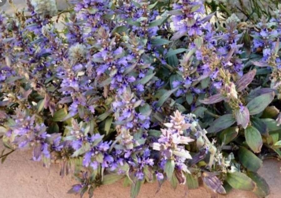 Ajuga australiana