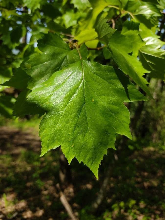Breitblättrige Mehlbeere 16
