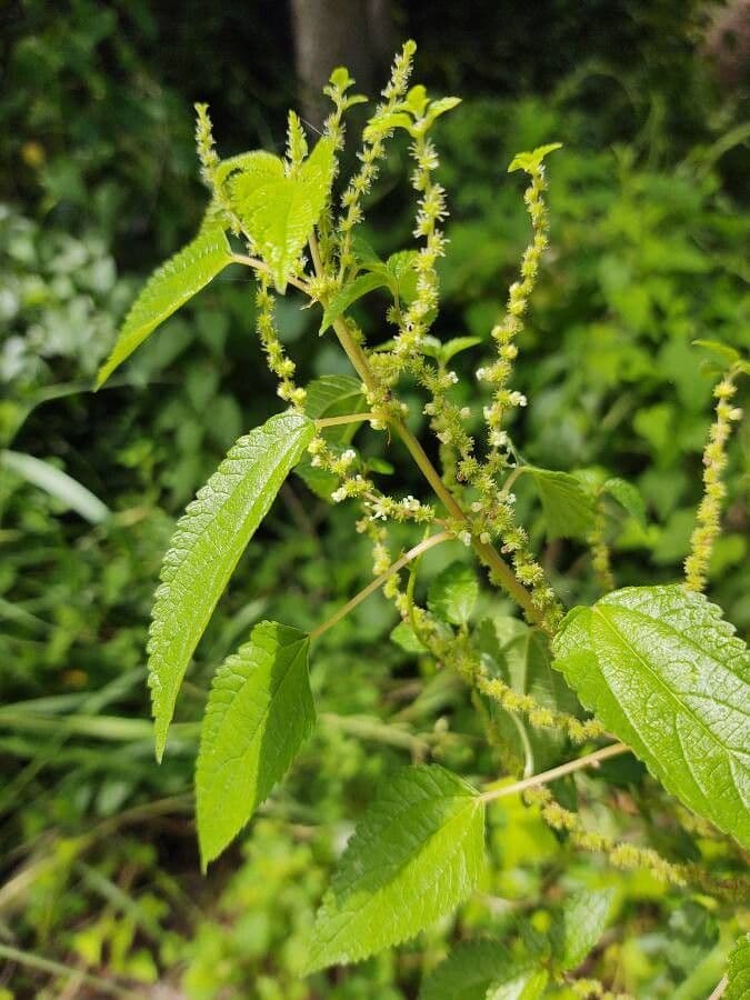 Boechmeria 8