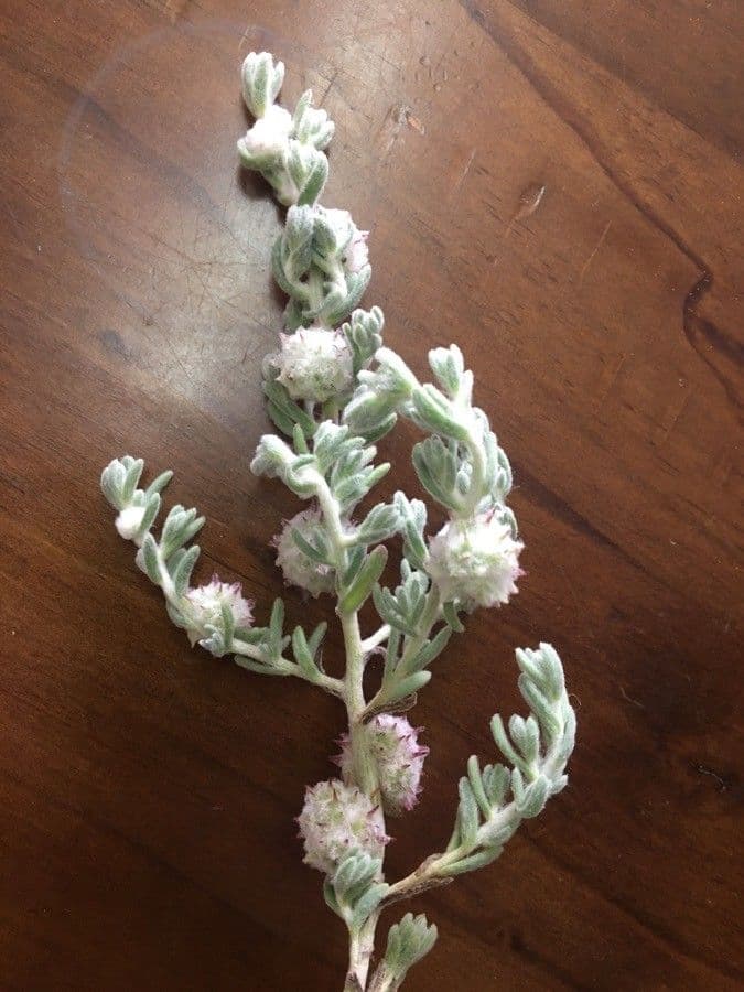 Dissocarpus paradoxus 4