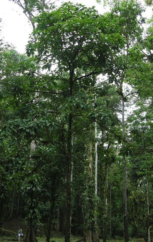 Sterculia 10