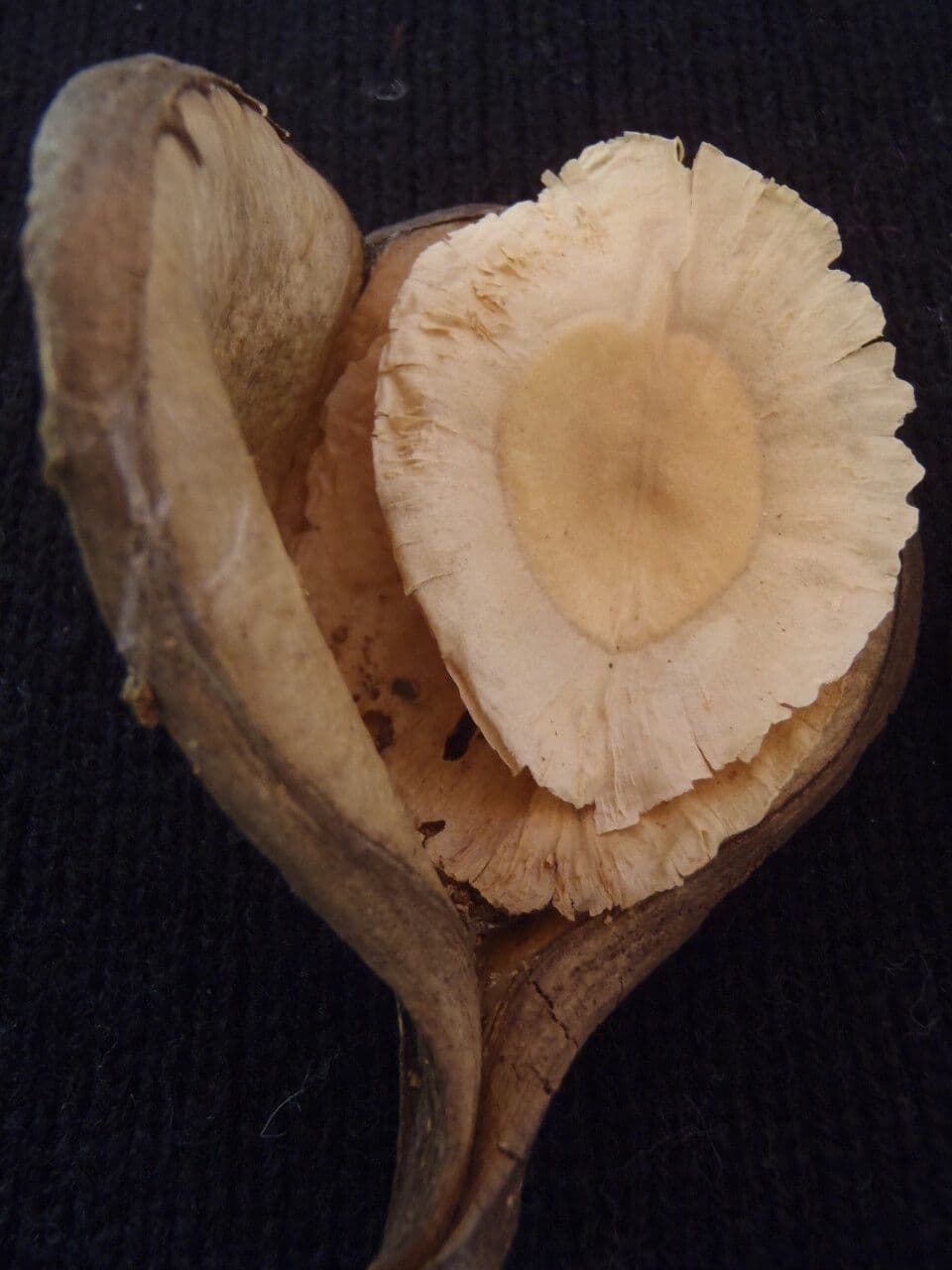 Aspidosperma 4
